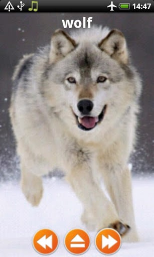 動物的叫聲 screenshot 3